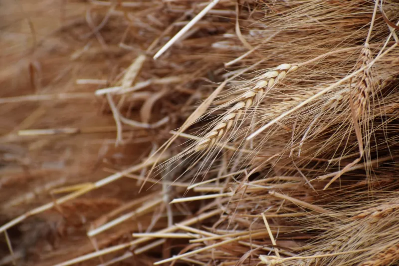 The Grain That Kept Settlers Alive All Winter—And Got Quietly Erased from American Agriculture