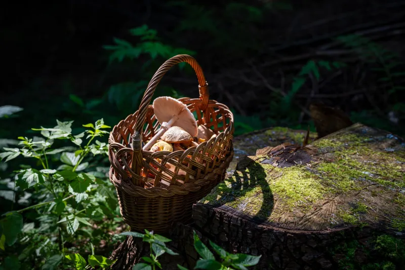 Before Farm-to-Table Had a Name, These Mushroom Hunters Were Already Living It